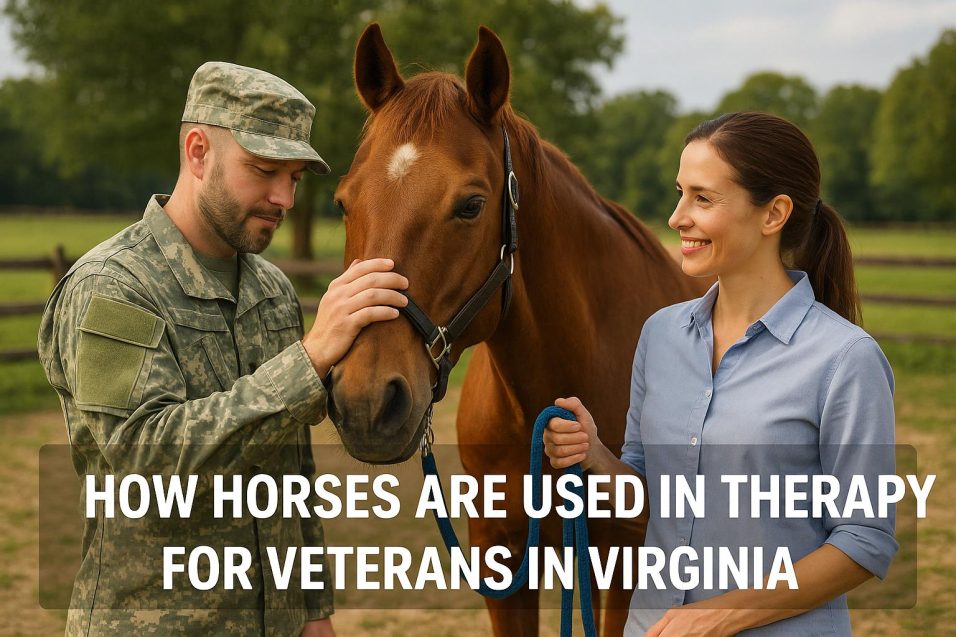 How Horses Are Used in Therapy for Veterans in Virginia