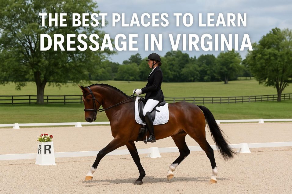 The Best Places to Learn Dressage in Virginia