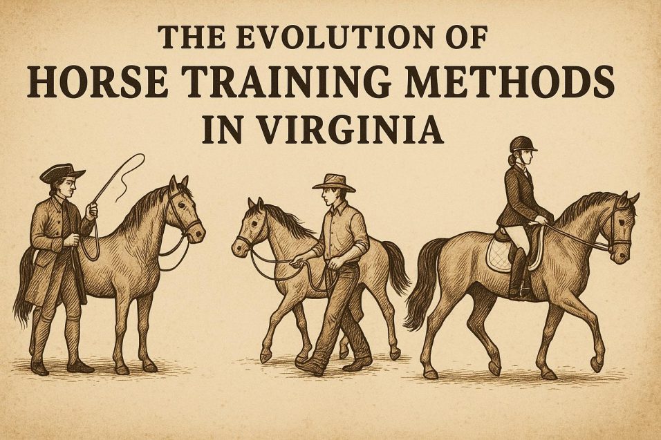 The Evolution of Horse Training Methods in Virginia